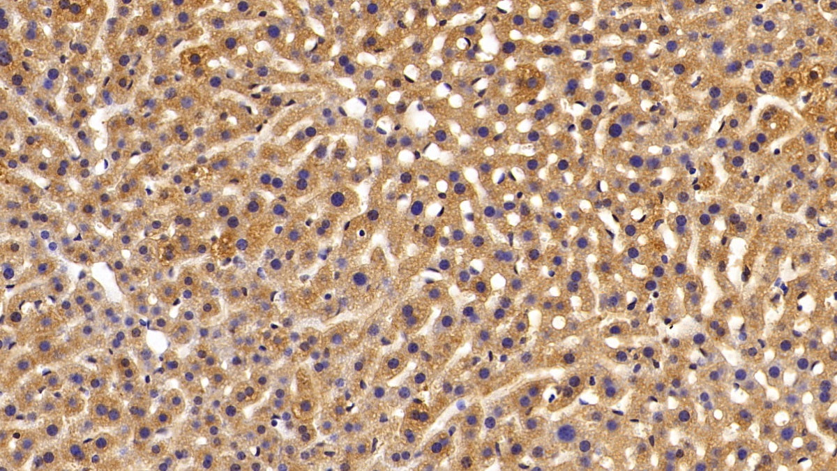 DAB staining on IHC-P; Samples: Mouse Liver Tissue