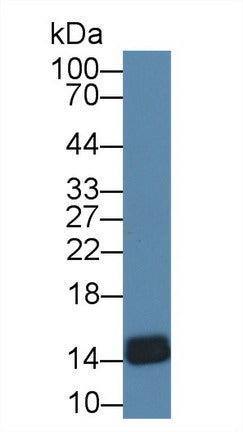 Western Blot; Sample: Rat Heart lysate; Primary Ab: 1µg/ml Rabbit Anti-Gallus FABP4 Antibody Second Ab: 0.2µg/mL HRP-Linked Caprine Anti-Rabbit IgG Polyclonal Antibody