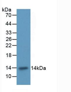 Integrin Alpha M (CD11b) Polyclonal Antibody - image 2