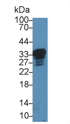 Western Blot; Sample: Recombinant protein.