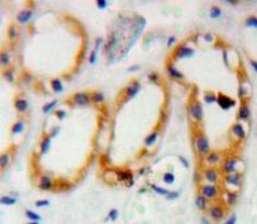 Prion Protein (PRNP) Polyclonal Antibody - image 4