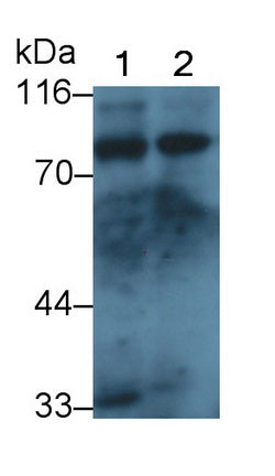Melanotransferrin (MFI2) Polyclonal Antibody - image 2