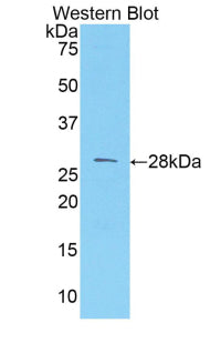 Western Blot; Sample: Lane1: Human Hela cell lysate; Lane2: Human HepG2 cell lysate; Primary Ab: 1µg/mL Rabbit Anti-Human MCAM Antibody; Second Ab: 0.2µg/mL HRP-Linked Caprine Anti-Rabbit IgG Polyclonal Antibody;