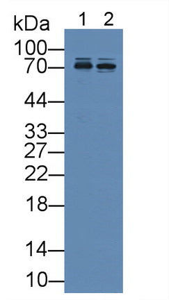 Cluster Of Differentiation 146 (CD146) Polyclonal Antibody - image 3
