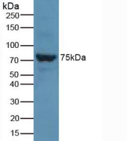 Western Blot; Sample: Recombinant FATP5, Rat.