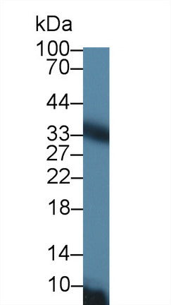 Western Blot; Sample: Recombinant protein.