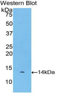 Myostatin (MSTN) Polyclonal Antibody - image 2