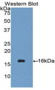 Chemokine (C-X-C Motif) Ligand 27 (CCL27) Polyclonal Antibody - image 2
