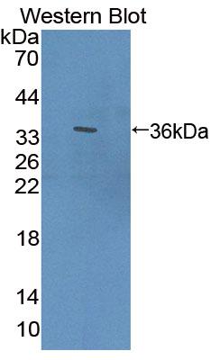 Transforming Growth Factor Beta Stimulated Protein Clone 22 (TSC22) Polyclonal Antibody - image 2