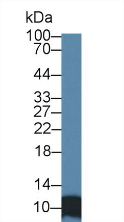 Western Blot; Sample: Recombinant protein.