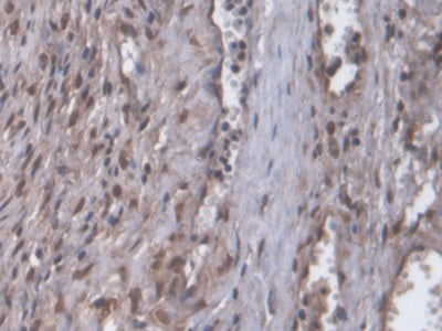 Signal Recognition Particle 9kDa (SRP9) Polyclonal Antibody - image 4