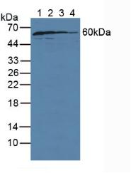 Knockout Varification: ; Lane 1: Wild-type U87MG cell lysate; ; Lane 2: GDI1 knockout U87MG cell lysate; ; Predicted MW: 51kd ; Observed MW: 60kd; Primary Ab: 5µg/ml Rabbit Anti-Human GDI1 Antibody; Second Ab: 0.2µg/mL HRP-Linked Caprine Anti-Rabbit IgG Polyclonal Antibody;