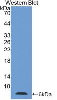 Thymosin Beta 4 (TMSB4X) Polyclonal Antibody - image 2