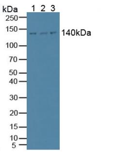 Western Blot; Sample: Recombinant PLCb1, Human.