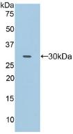 Cluster Of Differentiation 32 (CD32) Polyclonal Antibody - image 2