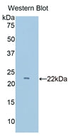 Cluster Of Differentiation 2 (CD2) Polyclonal Antibody - image 2