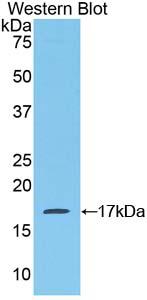Mucosae Associated Epithelia Chemokine (MEC) Polyclonal Antibody - image 3