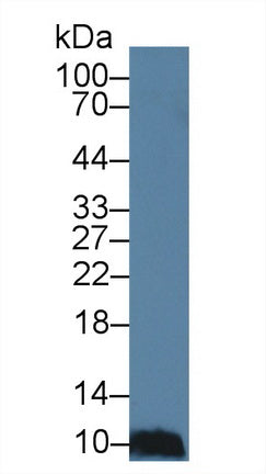 Western Blot; Sample: Recombinant protein.