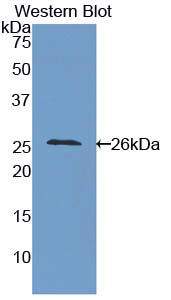 Intercellular Adhesion Molecule 4 (ICAM4) Polyclonal Antibody - image 2