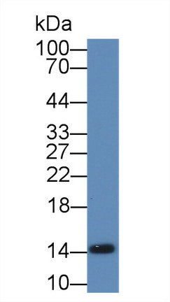 Western Blot; Sample: Recombinant protein.