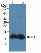 Western Blot; Sample: Lane1: Rat Liver lysate; Lane2: Mouse Liver lysate; Lane3: Porcine Liver lysate; Lane4: Porcine Small intestine lysate; Primary Ab: 2μg/ml Rabbit Anti-Human FABP1 Antibody; Second Ab: 0.2µg/mL HRP-Linked Caprine Anti-Rabbit IgG Polyclonal Antibody;