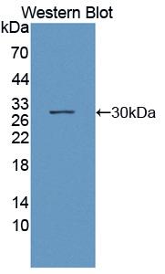 Octamer Binding Transcription Factor 2 (OCT2) Polyclonal Antibody - image 2