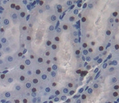 Octamer Binding Transcription Factor 2 (OCT2) Polyclonal Antibody - image 3