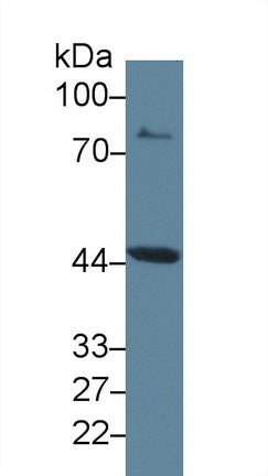Western Blot; Sample: Recombinant protein.