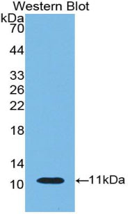 Indoleamine-2,3-Dioxygenase (IDO) Polyclonal Antibody - image 3