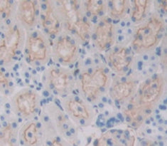 Indoleamine-2,3-Dioxygenase (IDO) Polyclonal Antibody - image 4