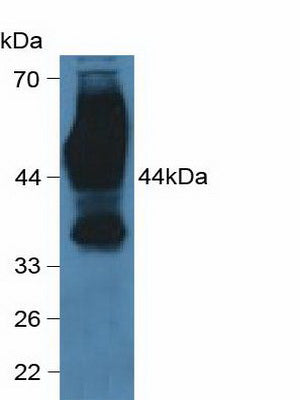Western Blot; Sample: Lane1: Rat Liver lysate; Lane2: Mouse Liver lysate Primary Ab: 0.2µg/ml Rabbit Anti-Human CD147 Antibody Second Ab: 0.2µg/mL HRP-Linked Caprine Anti-Rabbit IgG Polyclonal Antibody