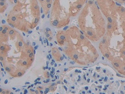 DAB staining on IHC-P; Samples: Human Stomach Tissue.