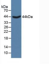 Western Blot; Sample: Recombinant CSE, Human.
