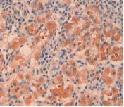Gamma-cystathionase (CTH) Polyclonal Antibody - image 5