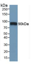 Western Blot; Sample: Recombinant GP4, Mouse.