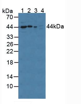 Knockout Varification: ; Lane 1: Wild-type A549 cell lysate; ; Lane 2: CYPD knockout A549 cell lysate; ; Predicted MW: 41kd ; Observed MW: 44kd; Primary Ab: 3µg/ml Rabbit Anti-Rat CYPD Antibody; Second Ab: 0.2µg/mL HRP-Linked Caprine Anti-Rabbit IgG Polyclonal Antibody;