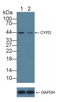 DAB staining on IHC-P; Samples: Rat Stomach Tissue; Primary Ab: 10µg/ml Rabbit Anti-Rat CYPD Antibody Second Ab: 2µg/mL HRP-Linked Caprine Anti-Rabbit IgG Polyclonal Antibody