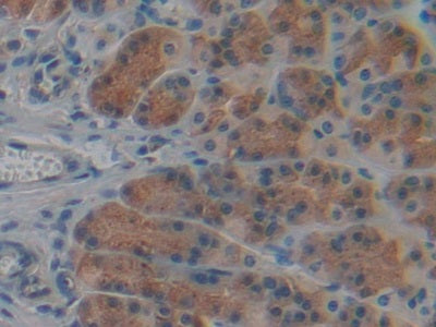 DAB staining on IHC-P; Samples: Rat Intestine Tissue