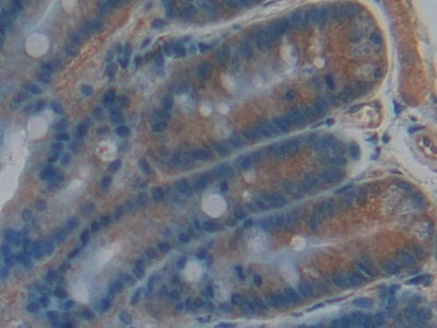 Cyclophilin 40 (CYP-40) Polyclonal Antibody - image 5