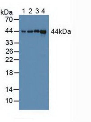 Knockout Varification: ; Lane 1: Wild-type A549 cell lysate; ; Lane 2: CYPD knockout A549 cell lysate; ; Predicted MW: 41kd ; Observed MW: 43kd; Primary Ab: 3µg/ml Rabbit Anti-Human CYPD Antibody; Second Ab: 0.2µg/mL HRP-Linked Caprine Anti-Rabbit IgG Polyclonal Antibody;