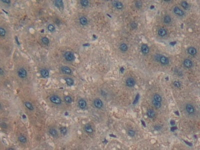 DAB staining on IHC-P; Samples：Human Brain Tissue.