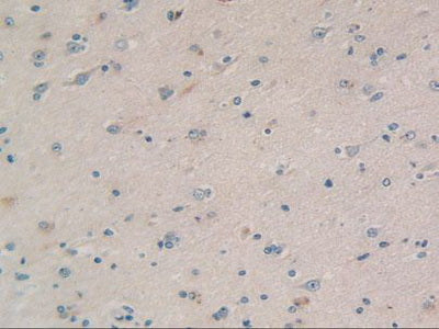 Cyclophilin 40 (CYP-40) Polyclonal Antibody - image 5