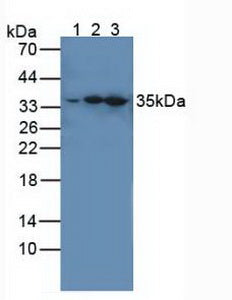 Western Blot; Sample: Recombinant IRAK4, Human.
