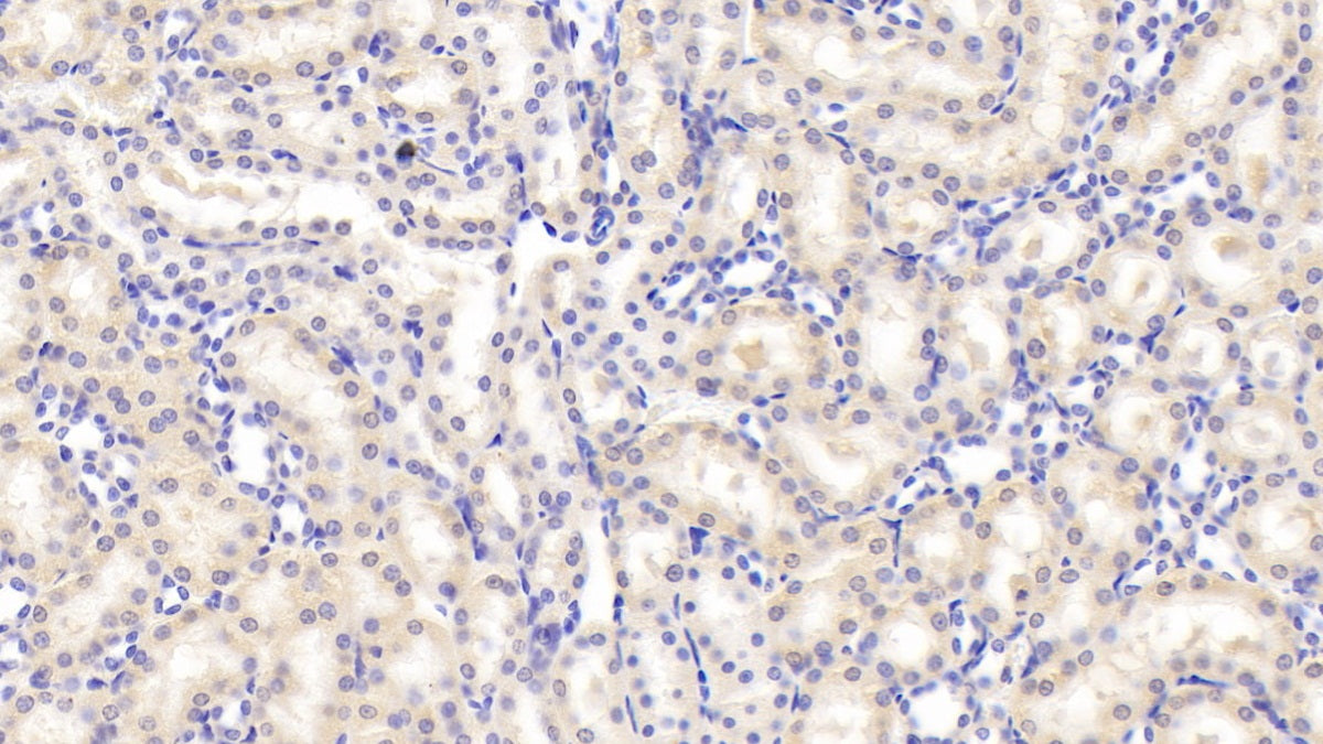 DAB staining on IHC-P. Samples: Rat Tissue)