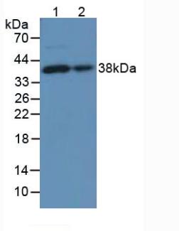 Western Blot; Sample: Recombinant LUM, Mouse.