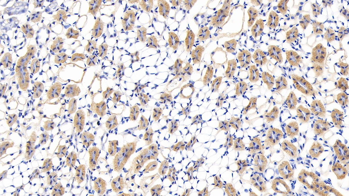 Lumican (LUM) Polyclonal Antibody - image 4