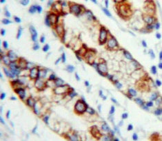 Thrombopoietin Receptor (TPOR) Polyclonal Antibody - image 4