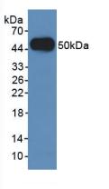 Lysosomal Associated Membrane Protein 2 (LAMP2) Polyclonal Antibody - image 2