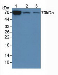 Western Blot; Sample: Recombinant GP39, Mouse.