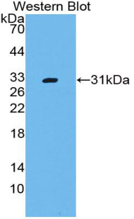 Cluster Of Differentiation 109 (CD109) Polyclonal Antibody - image 2